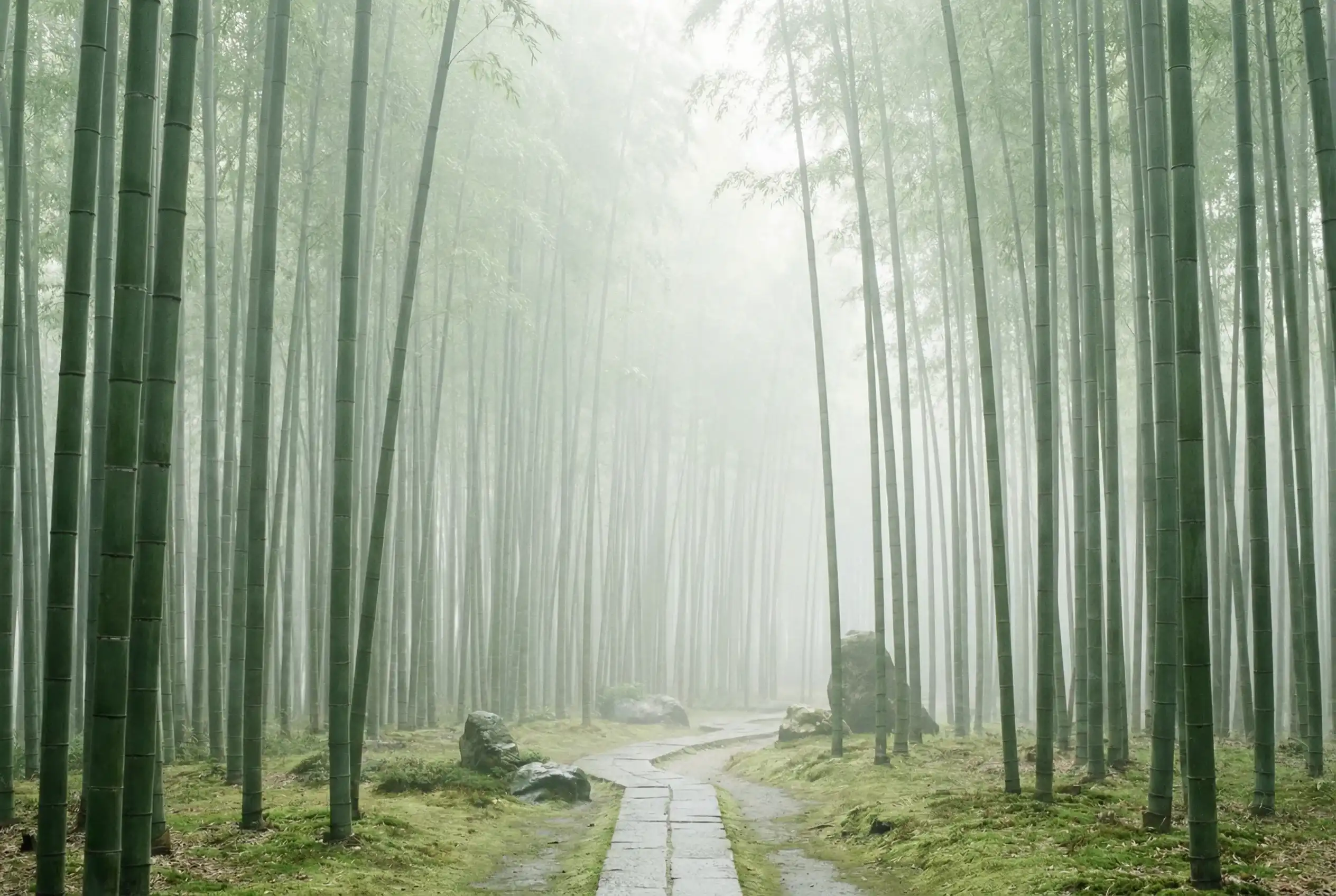 哈希官网 自然恩赐计划竹林背景